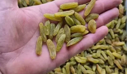 کشمش سبز قلمی کاشمر