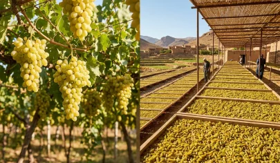 کشمش سبز قلمی چگونه تولید می شود