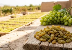 کشمش تیزابی در کنار انگور تازه و فرآیند خشک‌کردن انگور